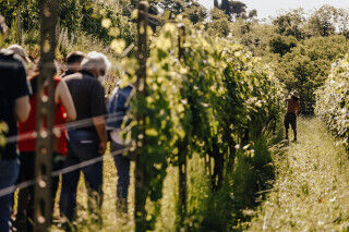 tagAlt.Alto Piemonte vineyards Cover