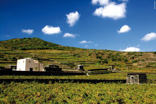 tagAlt.Donnafugata Wine Estate Vineyards Cov