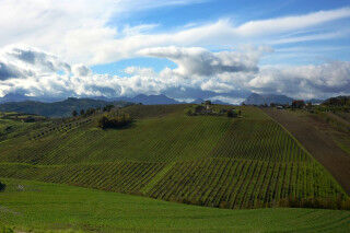 tagAlt.Maiolati Spontini vineyards with sunshine Cov