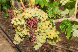 tagAlt.Mildew parasite infected vines and grapes
