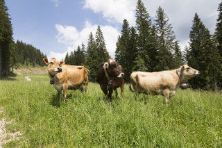 tagAlt.PIAVE DOP Interview Cows Cover