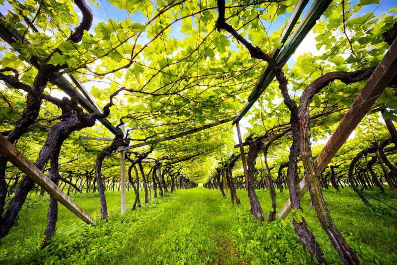 tagAlt.Lake Caldaro Vineyard Classic Superior DOC Kalterersee, near Lake Caldaro. Bolzano. Italy