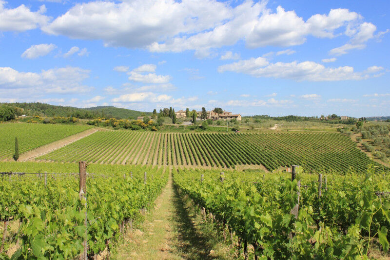 tagAlt.Rocca delle Macìe winery estate Cover