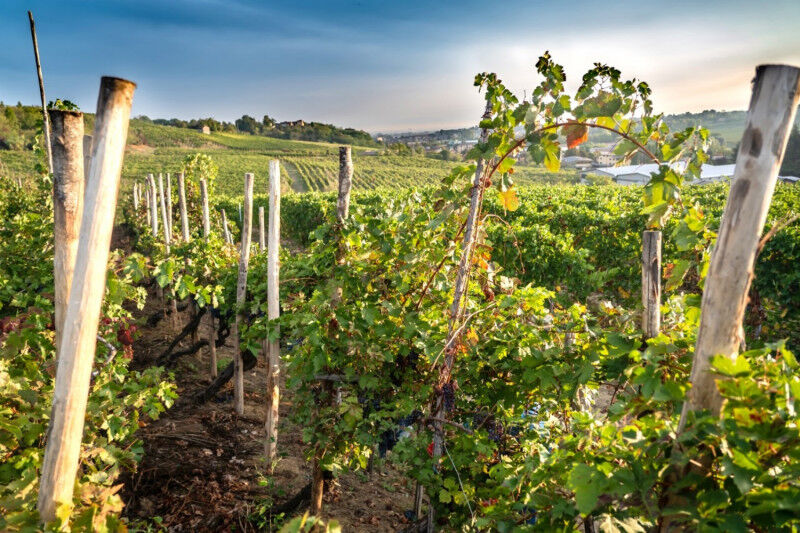 tagAlt.Vineyards Oltrepo Pavese Landscape Cover