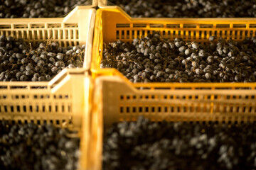tagAlt.Amarone grapes appasimento Tedeschi 7