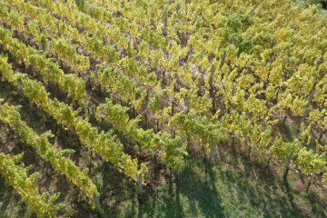 tagAlt.Edi Kante Karst Green Vineyards 5