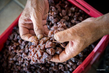 tagAlt.Hand destemming Donnafugata Passito grapes 6