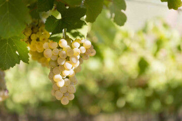 tagAlt.Montupoli white grapes hanging vines 5