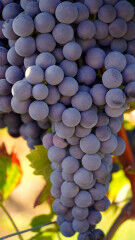 tagAlt.Nebbiolo grapes hanging Valtellina 6
