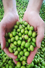 tagAlt.Podere Forte olives 5