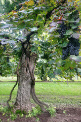 tagAlt.Raboso grapes example 7