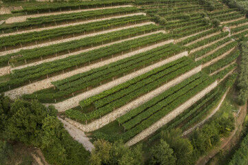 tagAlt.Tedeschi Vigneto Monte Olmi vineyards 6