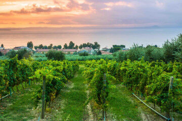 tagAlt.Valténesi Vineyards cloudy sky 7