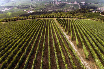 tagAlt.Vigneto Fabrisera 7