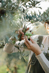 tagAlt.Woman pruning Olive tree 6