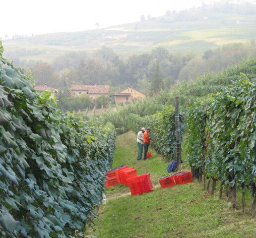 cantina_bartolo_harvest_20220715