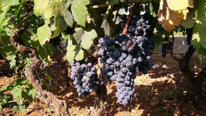Primitivowine-grapes-20211124