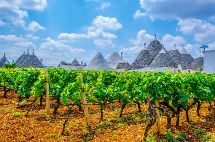 vineyard_apulia_20220531