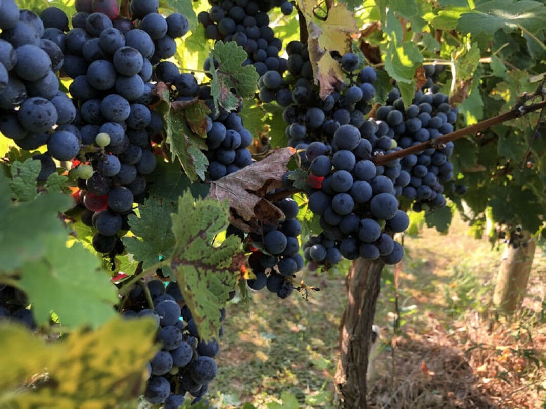 tagAlt.How choose cabernet sauvigno vs merlot
