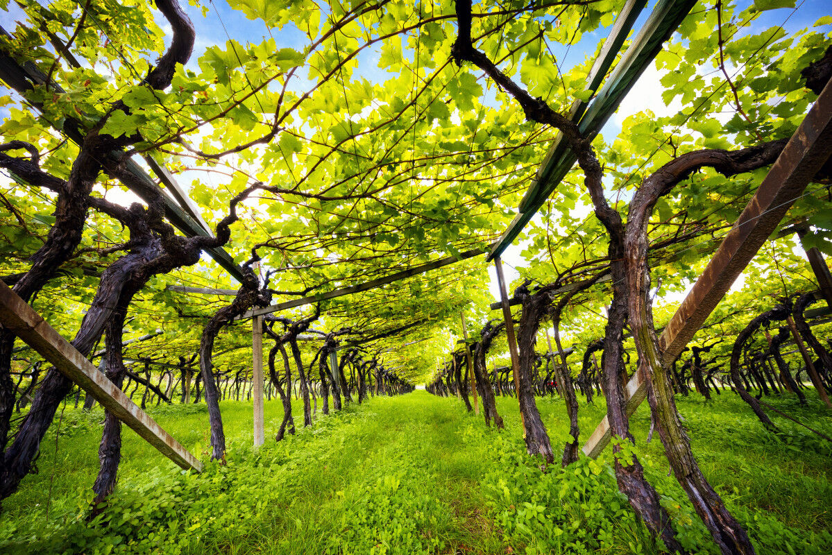 tagAlt.Lake Caldaro Vineyard Classic Superior DOC Kalterersee, near Lake Caldaro. Bolzano. Italy