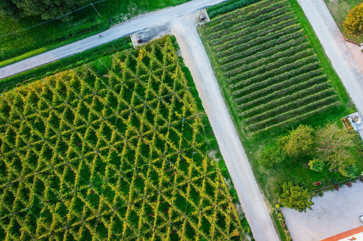 tagAlt.Raboso Vineyards Birdseye view Cover