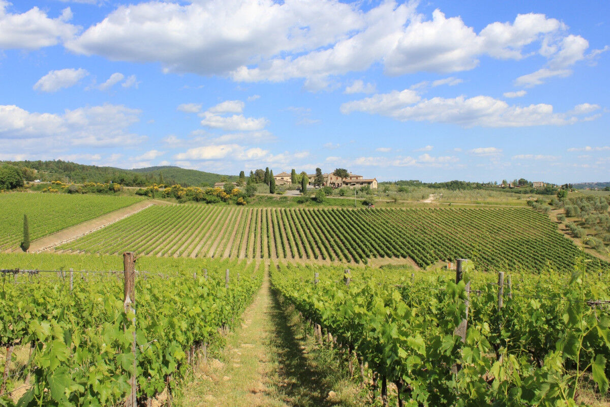 tagAlt.Rocca delle Macìe winery estate Cover