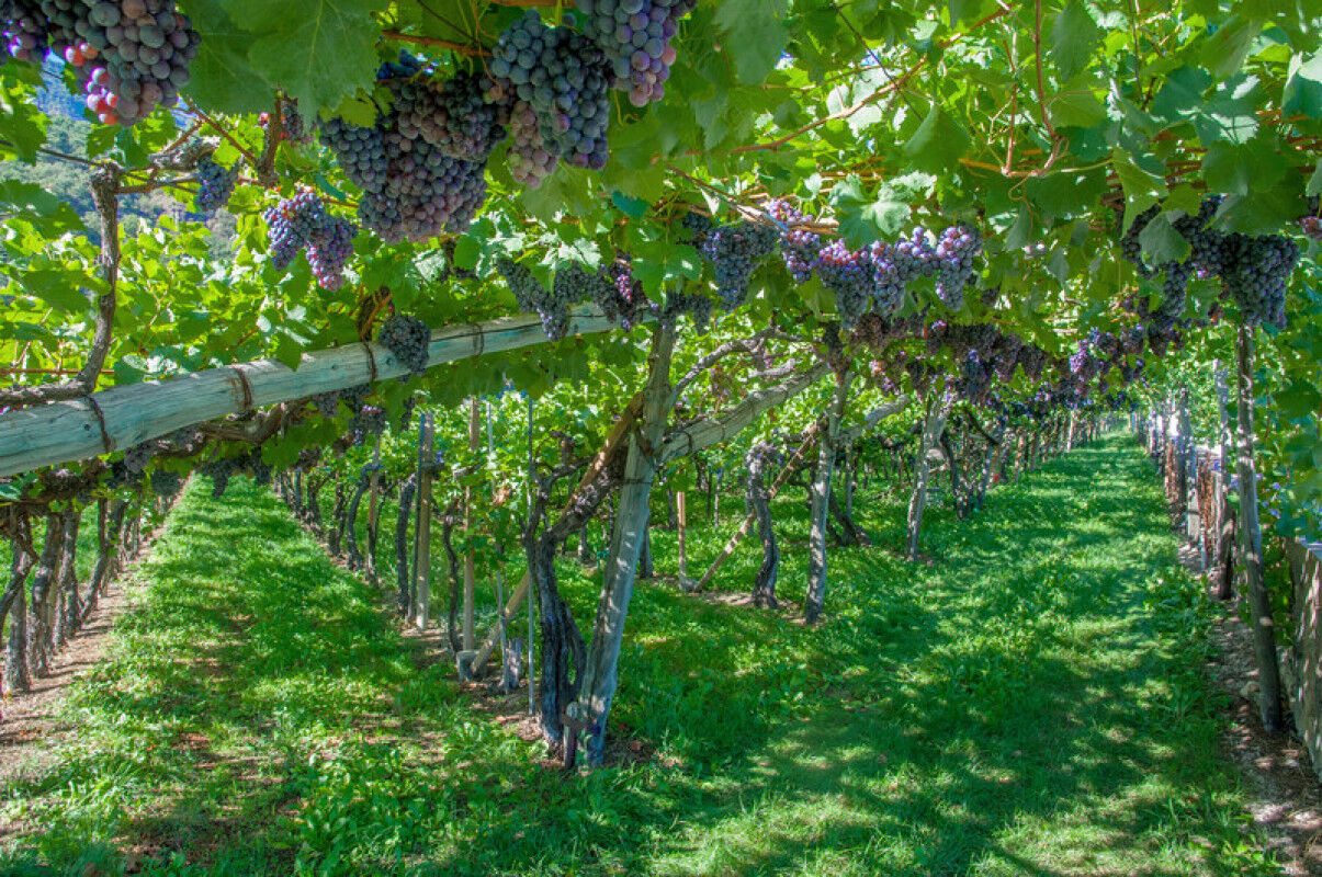 tagAlt.Teroldego is a red grape mostly grown in the Trentino area