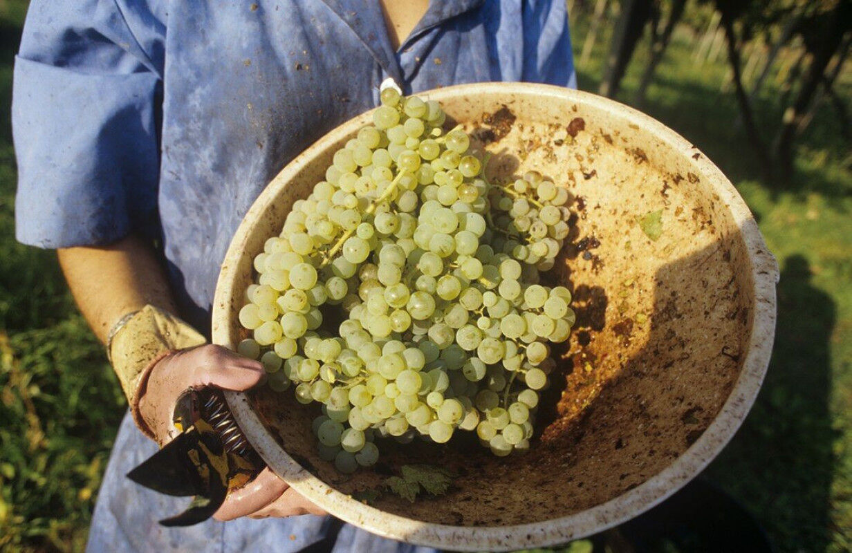 tagAlt.Trebbiano grapes Colli Etruschi Viterbesi DOC Lazio Italy