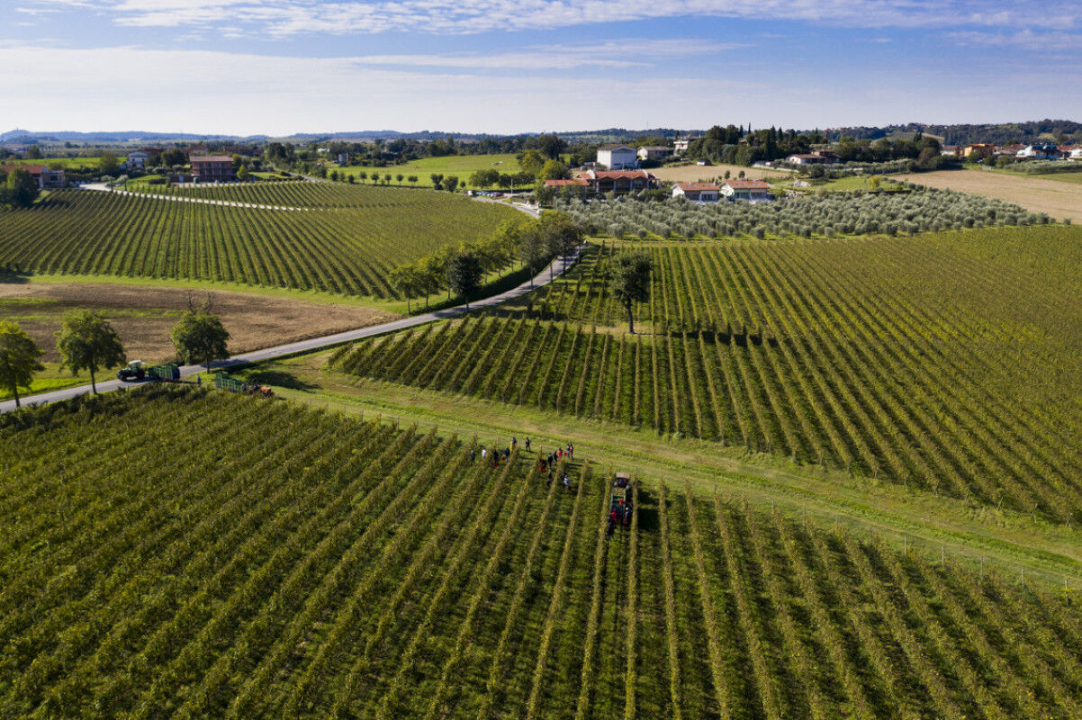 tagAlt.lugana vineyard 20211210