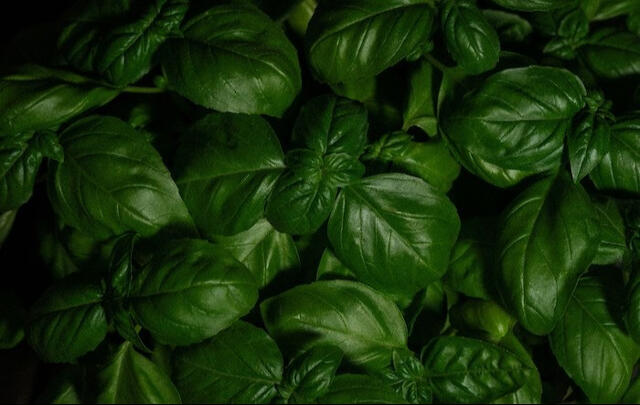 basil-fresh-green