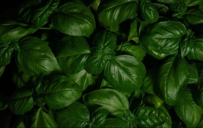 basil-fresh-green