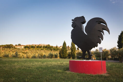 gallo nero in tuscan countryside