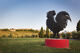 gallo nero in tuscan countryside