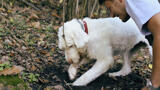 dog searching for truffles in the woods
