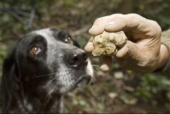 dogs-truffle-hunt-tuscany-chianti-food