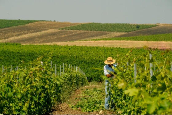 etna-wine-trekking-sicilia