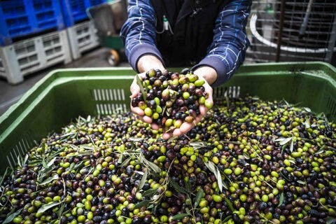 olive harvest in hands