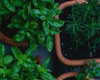 Fresh herbs in a garden