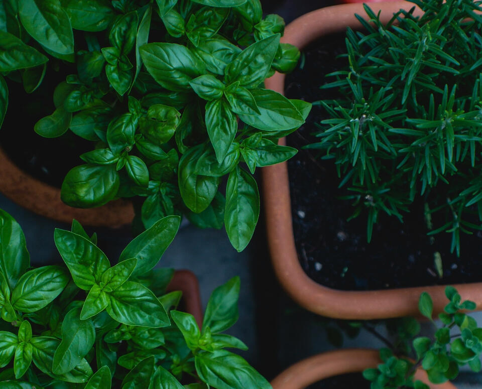 Fresh herbs in a garden
