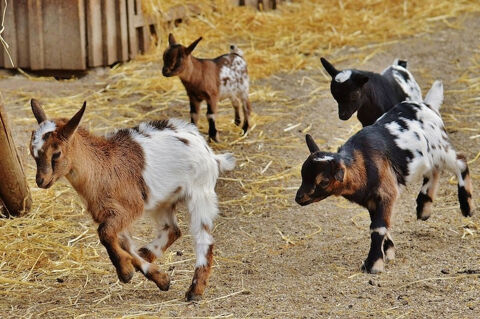 four goats running in a farm