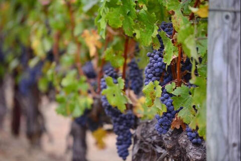 red grapes ready for harvest at a vineyard