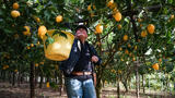 farmer collecting lemons in sorrento