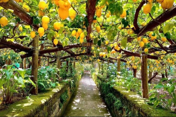 limoni-sorrento