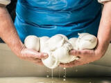 mozzarella balls held in the hands of cheesemaker