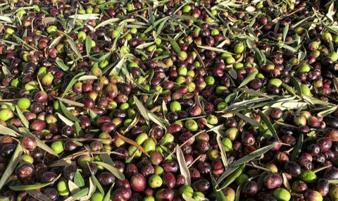 Olives-fresh