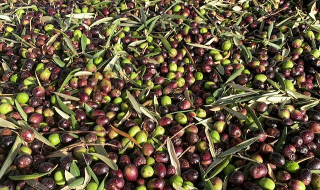 Olives-fresh
