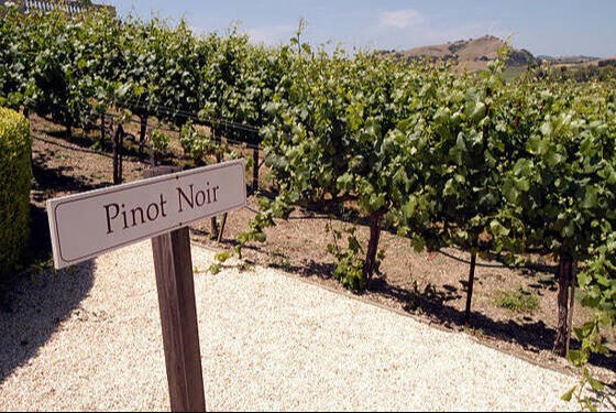 pinot-noir