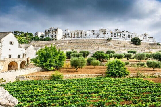 puglia-alberobello-wines