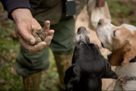 tartufo-langhe-dogss