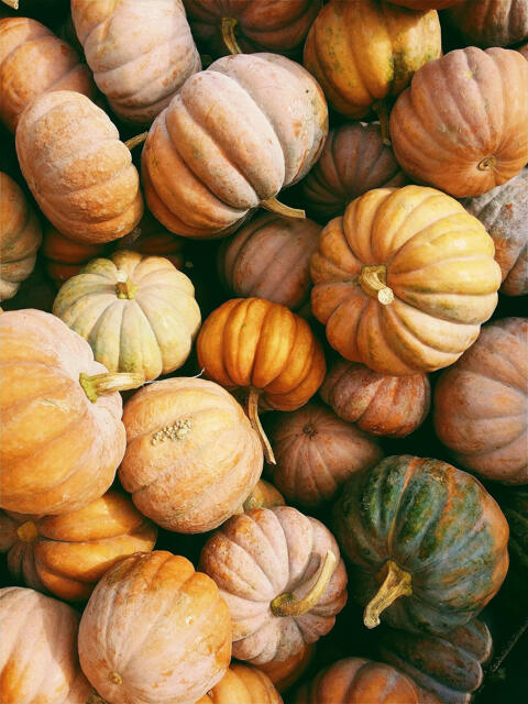 Thanksgiving pumpkins
